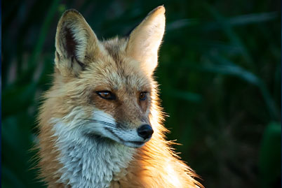 Fauna